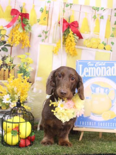 20240417チョペくん